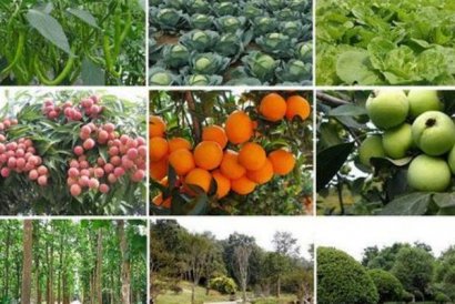 羊糞的用途與價值