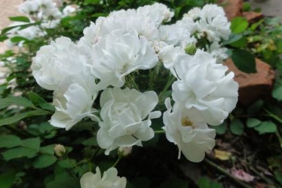 羊糞可以直接使用種花嗎？