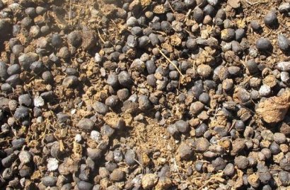 曬干的羊糞還用發(fā)酵嗎？