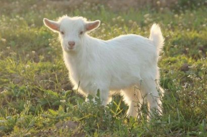 家養羊糞便簡單發酵方法