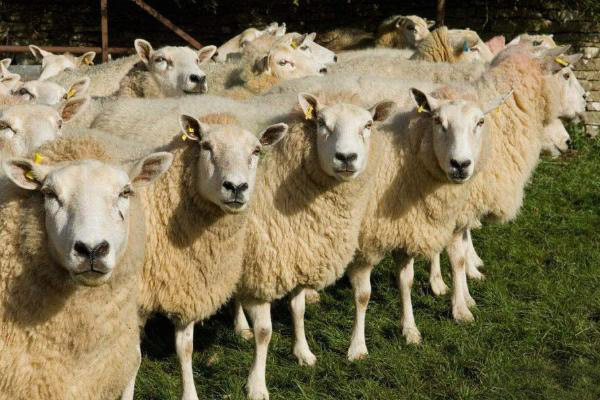 羊糞有機(jī)肥為何會變成“香餑餑”