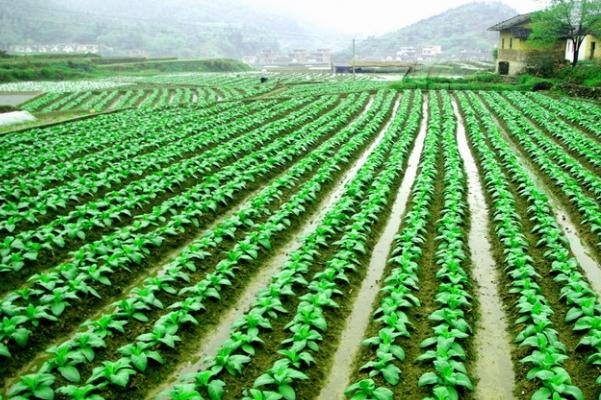 羊糞有機(jī)肥為什么越來(lái)越受歡迎