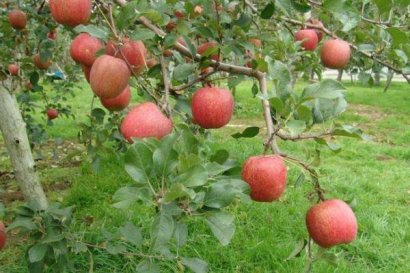 羊糞有機肥可以用在果樹上面嗎？