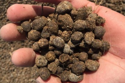 發酵后的羊糞如何給農作物施肥效果好？