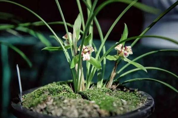 養(yǎng)糞養(yǎng)蘭花多久施肥一次