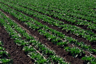 羊糞種菜好嗎？會不會燒根？