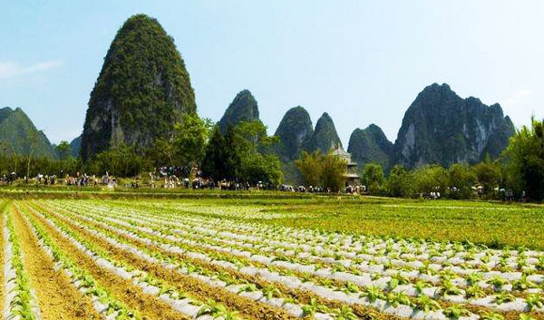 發酵后的羊糞如何給農作物施肥效果好？