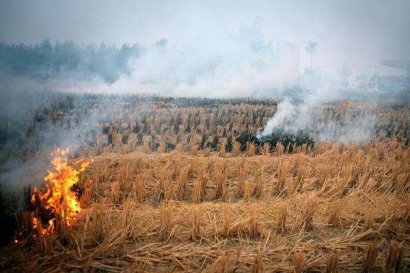 秸稈焚燒對環境的危害