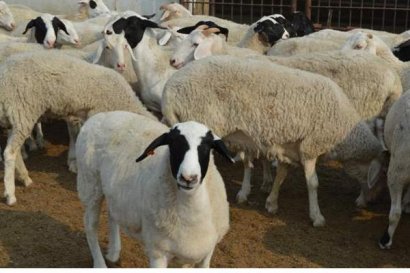 怎么利用秸稈做成飼料喂羊？