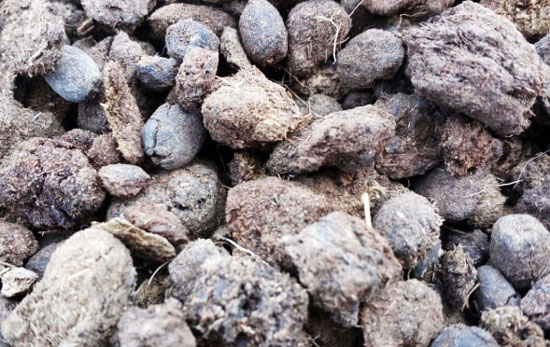 羊糞未腐熟會(huì)造成哪些不良后果？