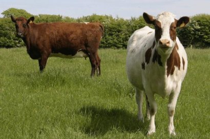 秸稈顆粒飼料喂牛的好處是什么？