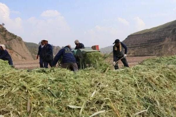 玉米秸稈青貯需要注意哪些問題