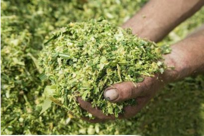 青貯發酵的玉米秸稈可以喂養兔子嗎？