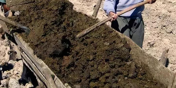 使用腐熟后的糞肥有哪些優(yōu)點與隱患？