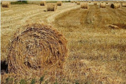 小麥秸稈的處理方法都有哪些？