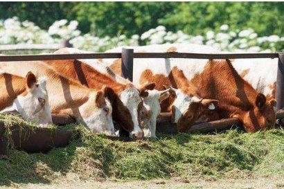 用青貯秸稈飼料喂牛，一天喂多少合適？