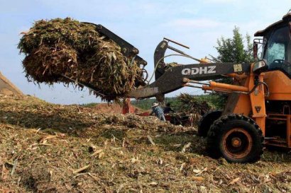 小麥秸稈可以發酵做飼料嗎？