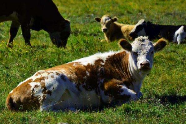 小麥秸稈發(fā)酵后可以喂牛嗎