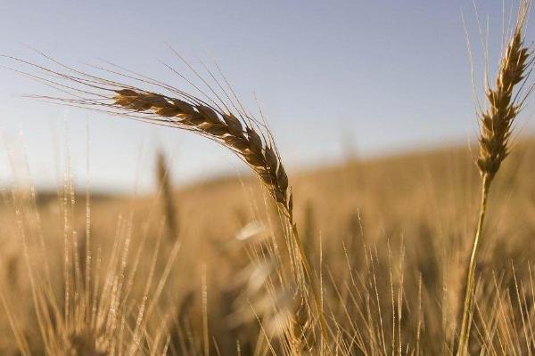 小麥秸稈發(fā)酵有機肥的方法