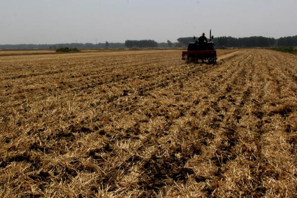 小麥秸稈發(fā)酵有機肥的方法