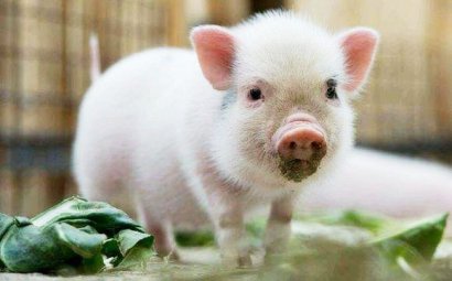 豬糞發(fā)酵制作有機(jī)肥的主要途徑