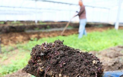 雞糞發(fā)酵有機(jī)肥技術(shù)及優(yōu)勢(shì)