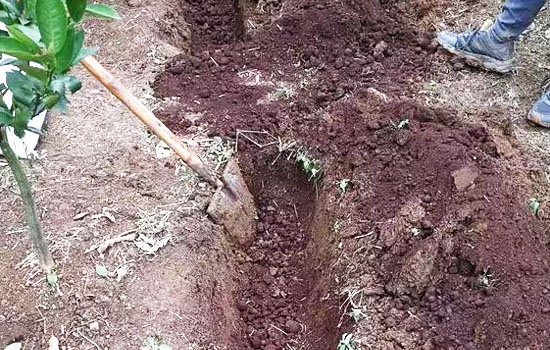 如何判斷豬糞是否充分腐熟發酵