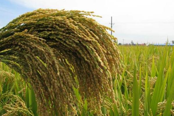 水稻秸稈發(fā)酵技術(shù)