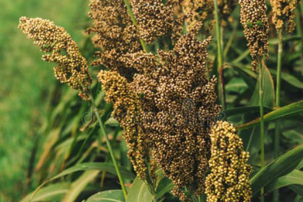 高粱秸稈可以直接還田嗎