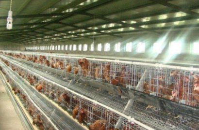 在雞糞堆肥發酵制作有機肥過程中如何提高發酵