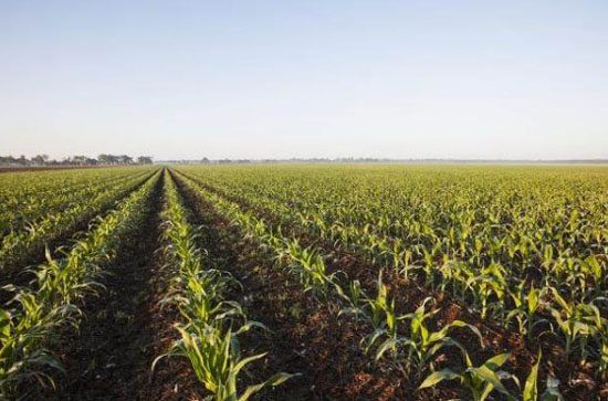 在雞糞堆肥發酵制作有機肥過程中如何提高發酵效率？