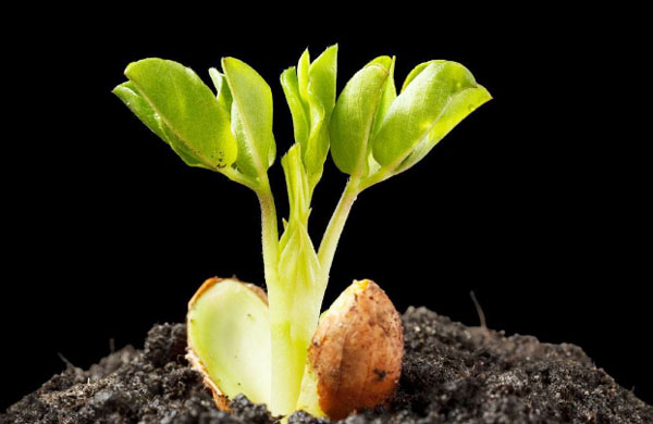 在豬糞堆肥發酵制作有機肥過程中如何提高發酵效率？