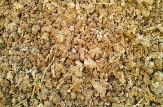 怎樣處理雞糞才能做肥料使用