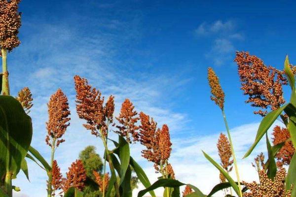 高粱秸稈發(fā)酵步驟