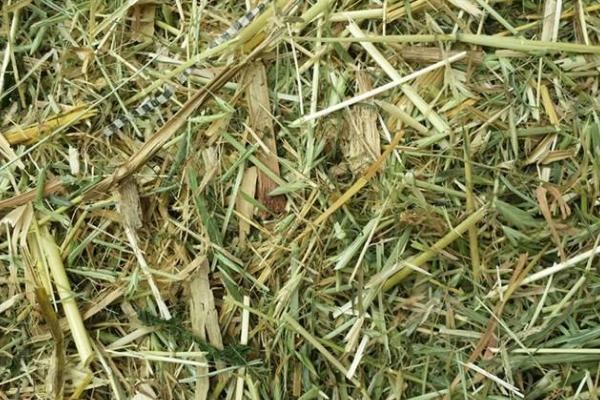 高粱秸稈發(fā)酵步驟