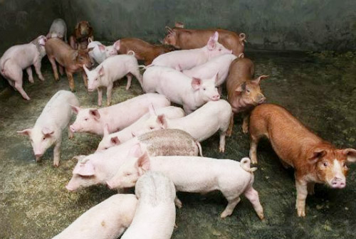 自然發(fā)酵豬糞生產(chǎn)有機(jī)肥需要多長(zhǎng)時(shí)間？