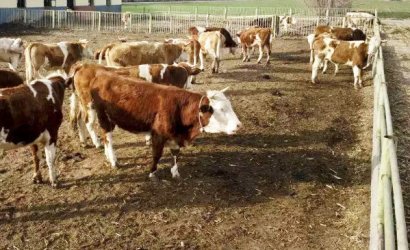 自然發(fā)酵牛糞生產(chǎn)有機(jī)肥需要多長時(shí)間？