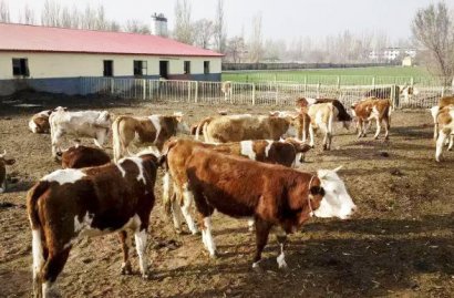 干牛糞制作有機肥料的方法和原理