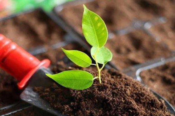 發酵豬糞制作有機肥過程與常見問題