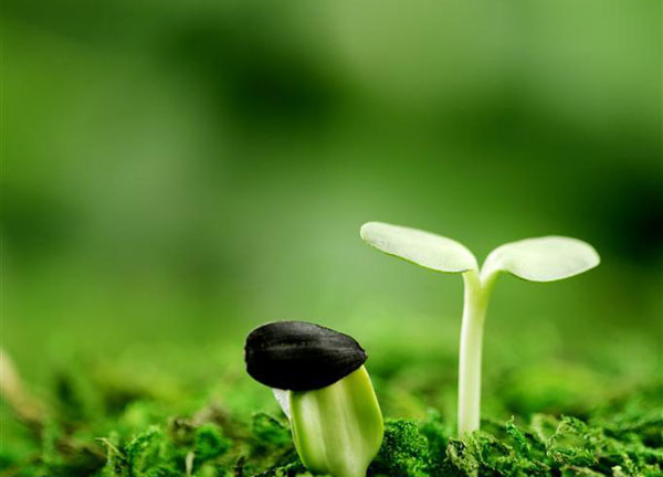 豬糞發(fā)酵有機(jī)肥的過(guò)程與方法