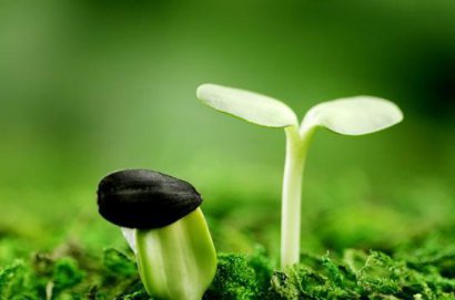 生物有機(jī)肥料施用后都有哪些作用