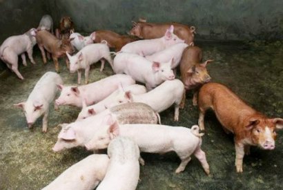 豬場糞肥利用的方式都有哪些？