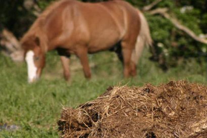 馬糞發酵制作有機肥的方法