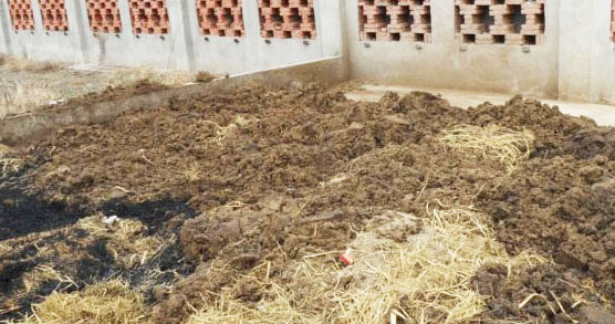 豬糞怎么發(fā)酵制作成有機(jī)肥