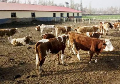 牛糞發(fā)酵制作有機(jī)肥料的方法