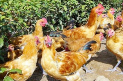 雞糞用途有哪些，如何處理雞糞