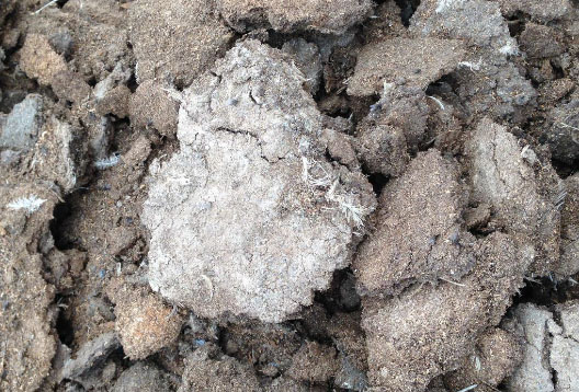 雞糞用途有哪些，如何處理雞糞