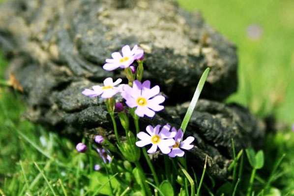 使用幾噸牛糞可以生產一噸牛糞有機肥？