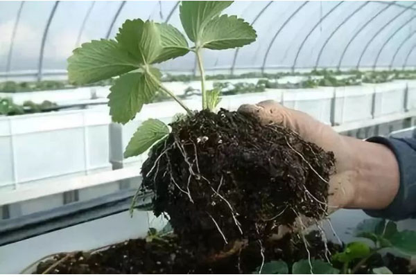 使用幾噸雞糞可以生產一噸雞糞有機肥？