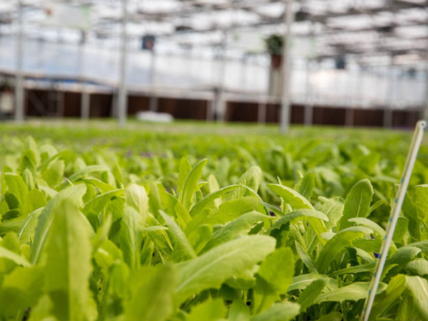 使用幾噸雞糞可以生產一噸雞糞有機肥？